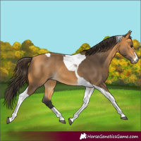 Horse Color:Buckskin Tobiano Rabicano