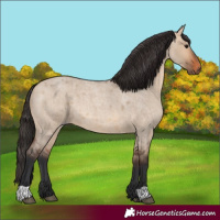 Horse Color:Bay Roan Dun 