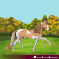 Horse Color:Chestnut Splash Tobiano