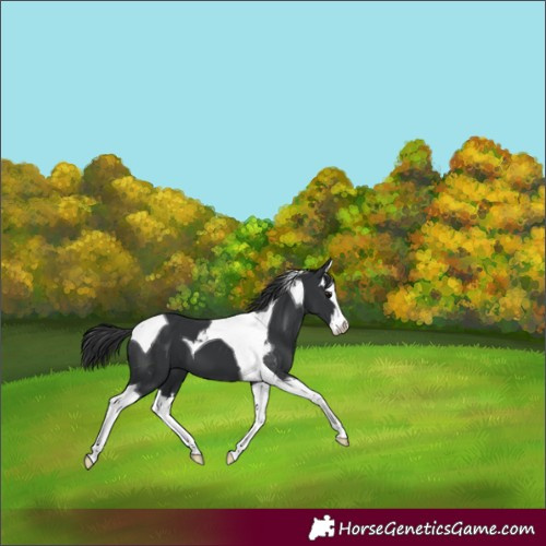 Horse Color:Black Splash Tobiano