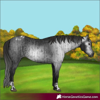 Horse Color:Gray Smoky Black and Gray Smoky Black Appaloosa