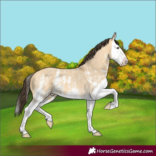 Horse Color:Buckskin Dun Sabino Splash 