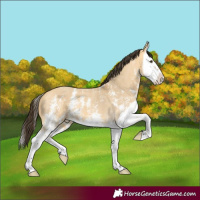 Horse Color:Buckskin Dun Sabino Splash 