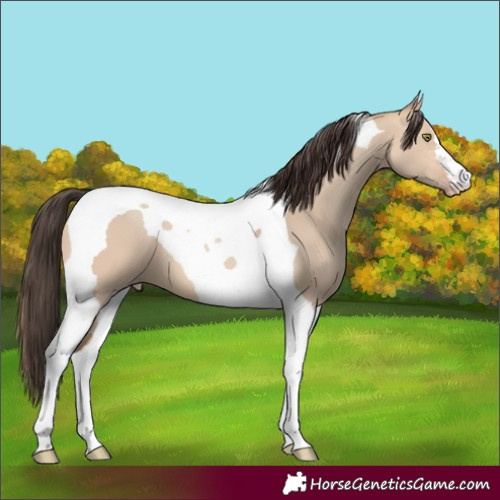 Horse Color:Amber Champagne Dun Tobiano 