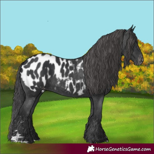 Horse Color:Black Appaloosa Rabicano