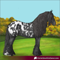 Horse Color:Black Appaloosa Rabicano 