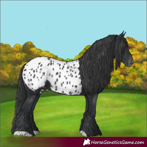 Horse Color:Black Appaloosa Rabicano 
