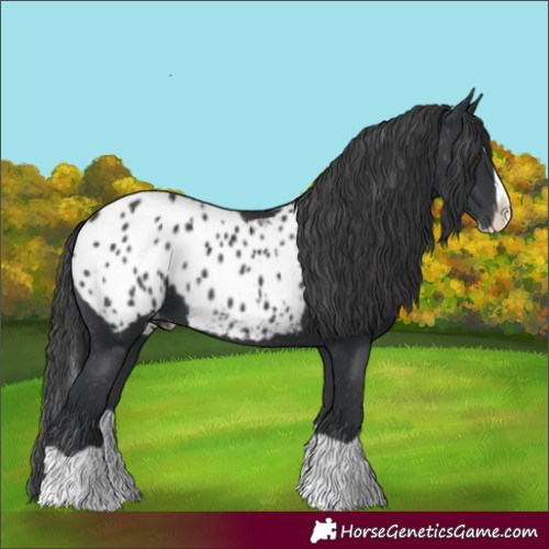 Horse Color:Black Splash Appaloosa