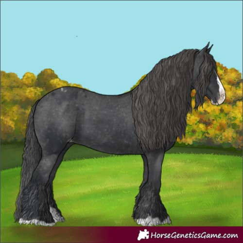 Horse Color:Black Splash Appaloosa 