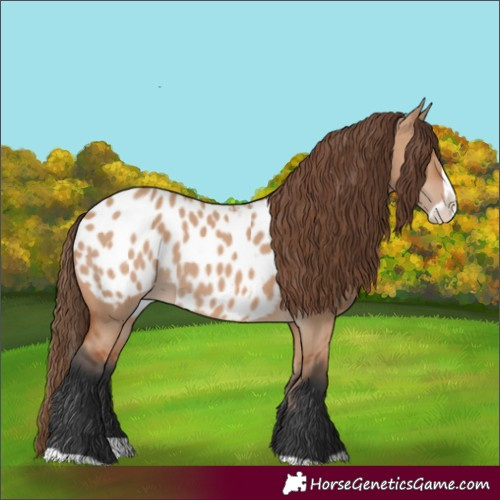 Horse Color:Bay Dun Splash Appaloosa
