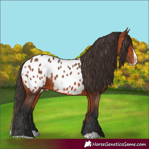 Horse Color:Bay Splash Appaloosa 