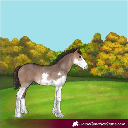 Horse Color:Bay Dun Splash Rabicano 
