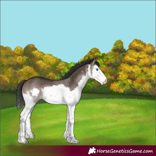 Horse Color:White Spotted Brown Dun Splash Rabicano 