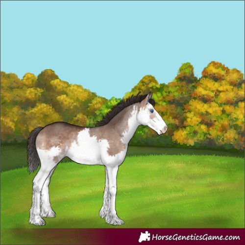 Horse Color:White Spotted Bay Dun Splash Rabicano 