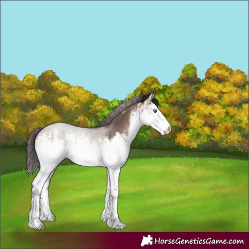 Horse Color:White Spotted Bay Dun Splash Rabicano 