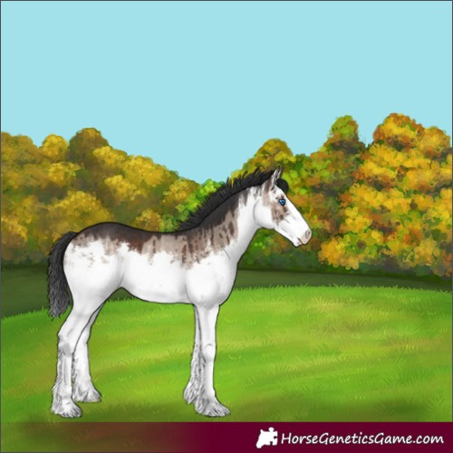 Horse Color:White Spotted Brown Dun Splash Rabicano Brindle