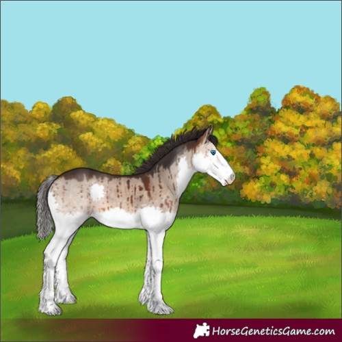 Horse Color:Bay Dun Splash Rabicano Brindle 