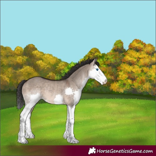 Horse Color:Brown Dun Splash Rabicano 