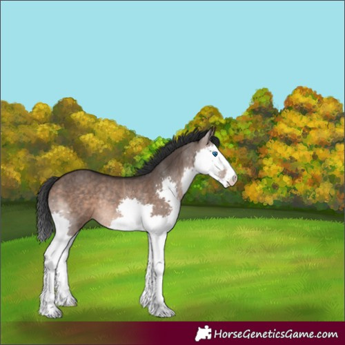 Horse Color:Brown Dun Splash Rabicano 