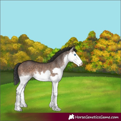 Horse Color:White Spotted Brown Dun Splash Rabicano