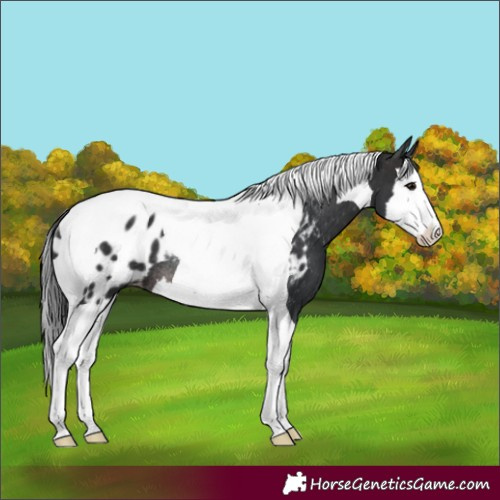 Horse Color:Brown Splash Tobiano Appaloosa Rabicano 