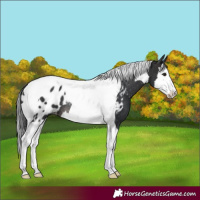 Horse Color:Brown Splash Tobiano Blanket Rabicano 