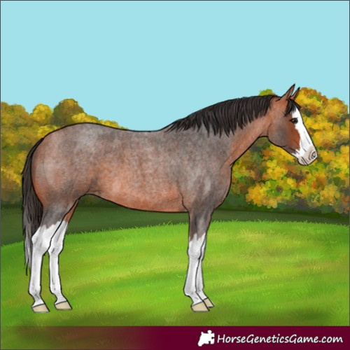 Horse Color:Bay Roan Splash 