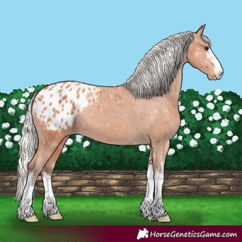 Horse Color:White Spotted Silver Bay Appaloosa 