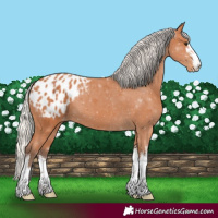 Horse Color:White Spotted Silver Bay Appaloosa 