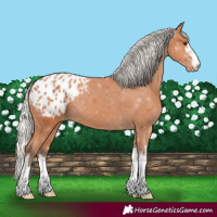 Horse Color:White Spotted Silver Bay Blanket