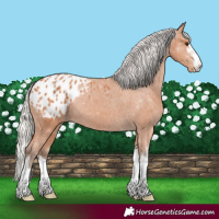 Horse Color:White Spotted Silver Bay Appaloosa 