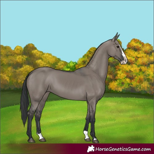 Horse Color:Grullo Splash 