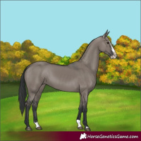 Horse Color:Grullo Splash 