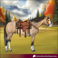 Horse Color:Buckskin Roan Splash 