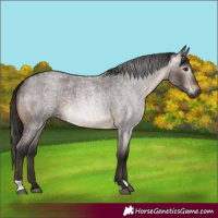 Horse Color:Gray Bay Roan 