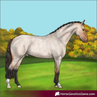 Horse Color:Bay Roan Dun 