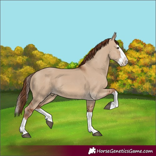 Horse Color:Red Dun Splash 