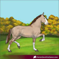 Horse Color:Red Dun Splash 