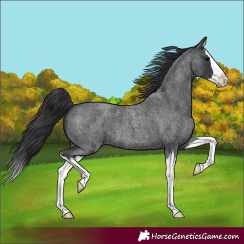 Horse Color:Blue Roan Splash 