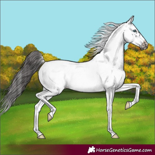Horse Color:White Spotted Black Splash Frame Blanket 