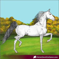 Horse Color:White Spotted Black Splash Appaloosa 