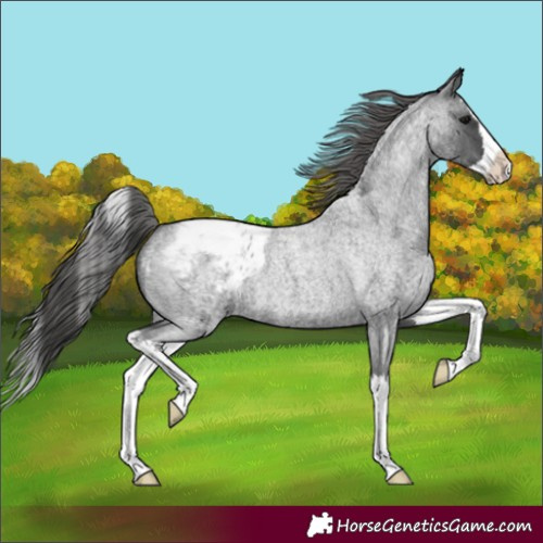 Horse Color:Blue Roan Splash Appaloosa 