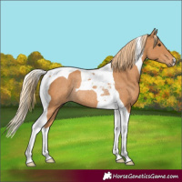 Horse Color:Chestnut Tobiano Rabicano