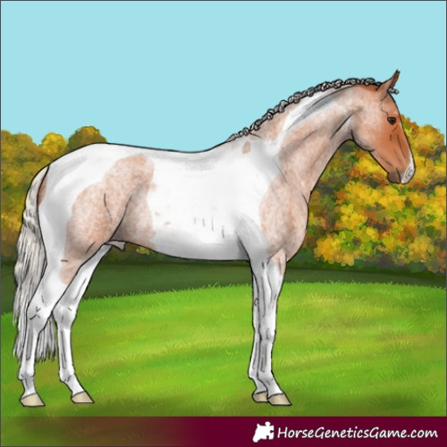 Horse Color:Silver Bay Roan Tobiano 