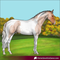Horse Color:Silver Bay Roan Tobiano 