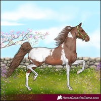 Horse Color:Chestnut Tobiano Appaloosa