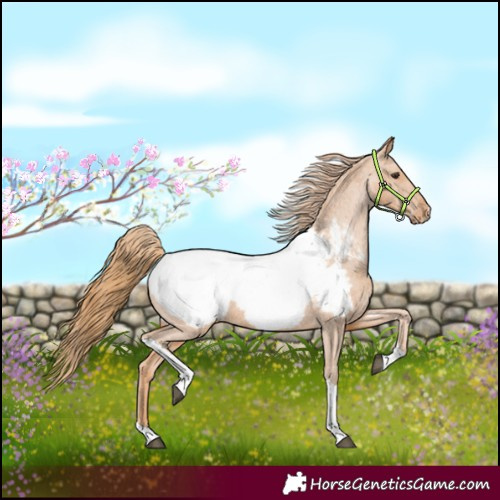 Horse Color:Chestnut Tobiano Snowcap