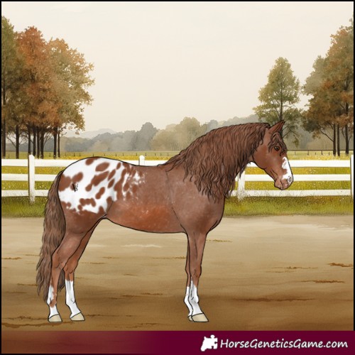 Horse Color:Chestnut Appaloosa 