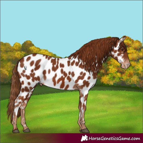 Horse Color:Chestnut Appaloosa 