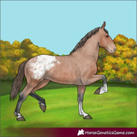 Horse Color:Bay Appaloosa  and Bay Appaloosa 